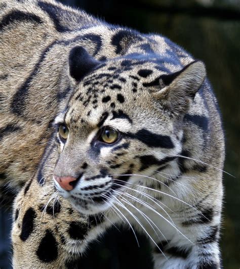 Clouded Leopard To Me One Of The Most Beautiful Of The Big Cats