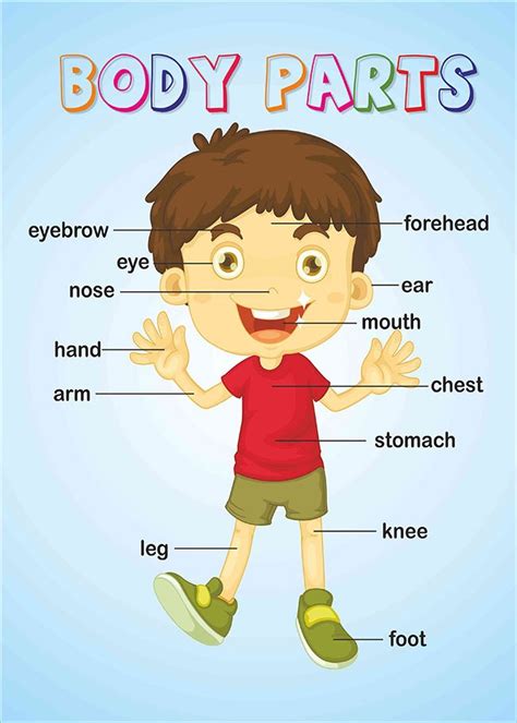 Learning the body parts can help broaden children's learning experience. Body Parts - 6.00 TL