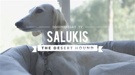 All About Living With Salukis The Desert Hound Youtube