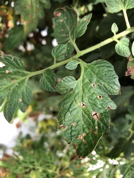 Gray Leaf Spot Of Tomato Nc State Extension Publications