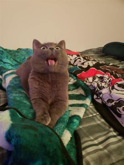 heres my derpy cat smokey derpy cats cats cute cats