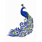 Peacock Clipart Transparent Clip Pavo Feather Drawing