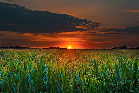 Hd Wallpaper Crop Field And Sunset Clouds Corn Corn Field Cropland