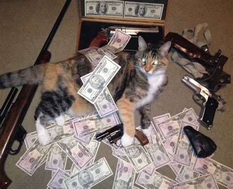 Organized Crime Cat Blank Template Imgflip