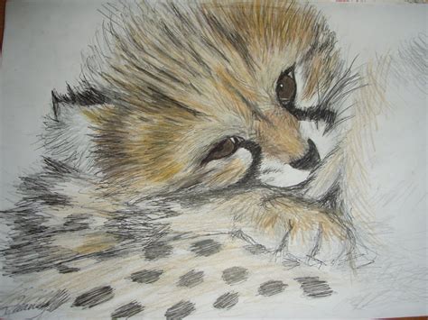 Begin to add the first steps of the legs. Baby Cheetah Drawing at GetDrawings | Free download