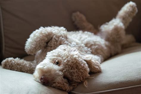 Do Goldendoodles Smell 7 Reasons Your Goldendoodle Stinks Oodle Life
