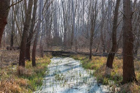 Floodplain Forest There Is Spilled Water Between The Trees Stock Photo