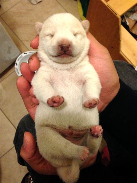 White Shiba Inu Puppy Newborn Puppies Shiba Inu Puppies