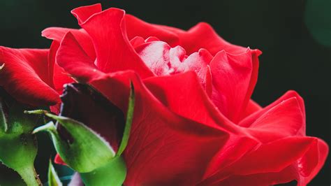 Download Wallpaper 3840x2160 Rose Red Flower Buds