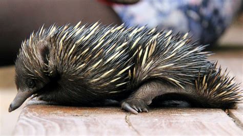 Baby echidna nursed back to health after accident with a bulldozer ...