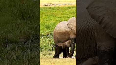 Adorable Baby Elephant Suckling And Growing Stronger In Wild Youtube