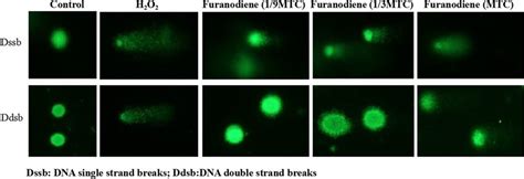 DNA single strand breaks (above) and DNA double strand breaks (below ...