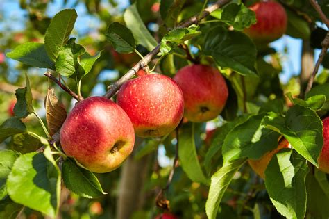 معلومات عن شجرة التفاح