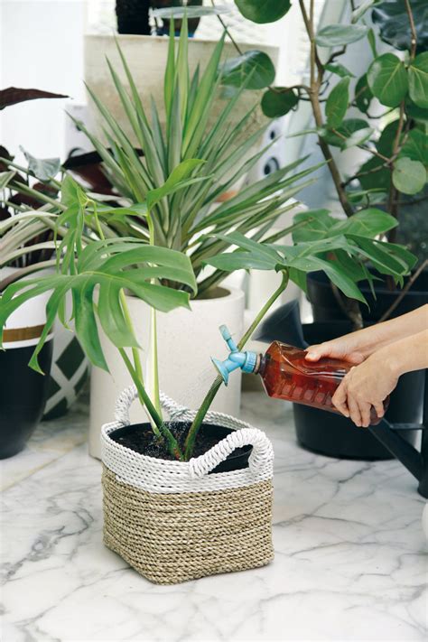 Jika anda meletakkan kaktus dalam ruangan maka cara merawat kaktus. Tips Ahli: Cara Merawat Tanaman Hias Agar Selalu Segar ...