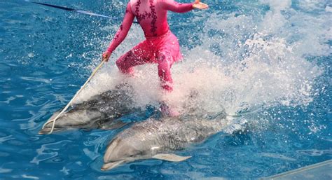 Blackstone Drops Seaworld In Sale To Chinas Zhonghong Zhuoye Dolphin