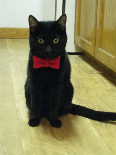 14 Best Images About Cats In Bow Ties On Pinterest Cats