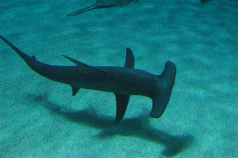 Shark Fact Friday 16 Hammerhead Lean