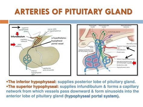 Anatomy Of The Pituitary Gland