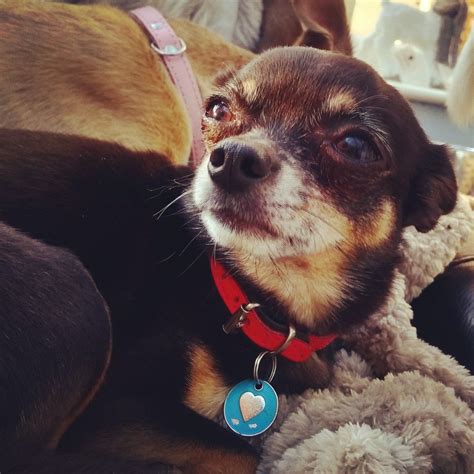 Walter Bishop The Black And Tan Chihuahua Going Grey Cute