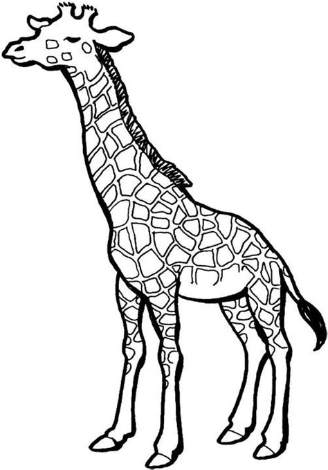 Girafa Educatie Copilulro