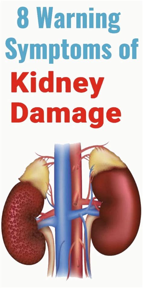 8 Warning Symptoms Of Kidney Damage Kidney Damage Health Info