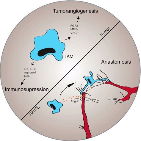 The Role Of Tumor Associated Macrophages Tams During Tumor