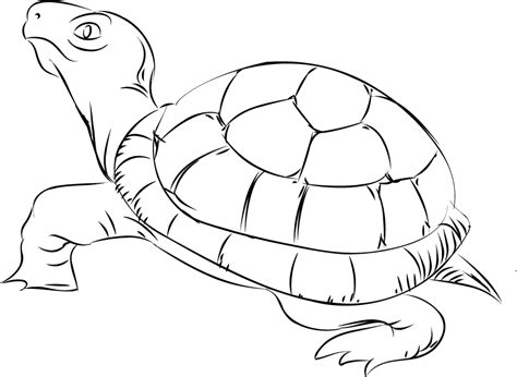 Free Tortoise Clipart Black And White Download Free Tortoise Clipart