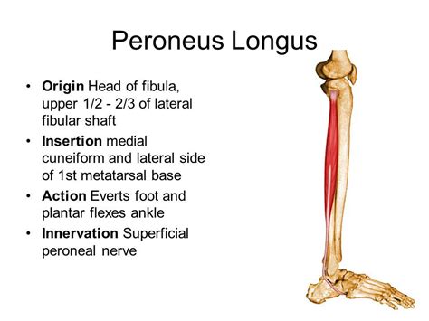 Peroneus Longus Origin And Insertion Google Search Human Anatomy