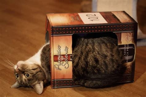36 Best Ideas For Coloring Cat In A Box
