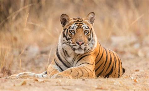 About Bandhavgarh National Park Bandhavgarh Tiger Reserve
