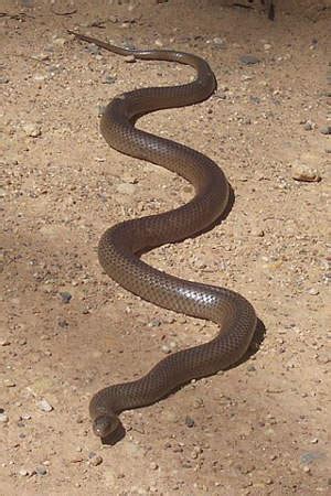 Die 10 giftigsten schlangen der welt 1. Die giftigste Schlange der Welt - Schlangen in Deutschland