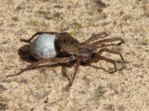 Spider venom can cause a reaction the minute it comes in contact with the dog's skin. About The Spiders: Lycosa sp.
