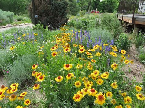 Colorado Mountain Gardener Landscaping With Colorado Native Plants