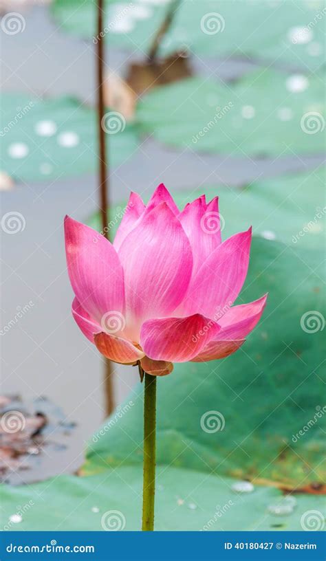 Lotus Flower Blooming Stock Image Image Of Blossom Natural 40180427