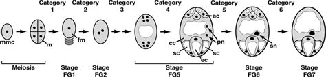 Development of the embryo sac and egg cell. NCERT Solutions - Sexual Reproduction in Flowering Plants ...