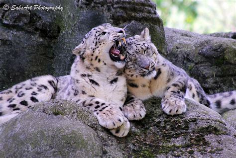 Snow Leopards In Love Sabrina Kammer Flickr
