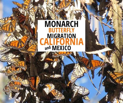 Monarch Butterfly Migration Fun Facts About How Monarchs Migrate