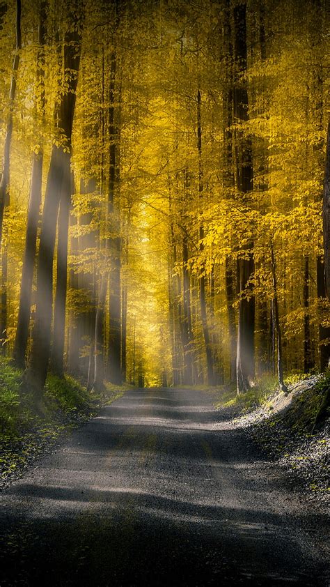 1366x768px 720p Free Download Beautiful Forest Asphalt Light