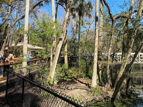 Manatees In Florida Year Round Homosassa Springs Wildlife Park