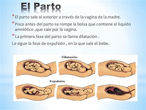 El Embarazo Y El Parto 6a