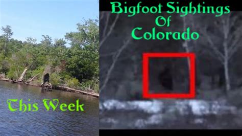Bigfoot Sightings Of Colorado Youtube
