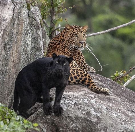 Leopard Couple Known As Kabini Mating Pair Ifttt2n7ctc0