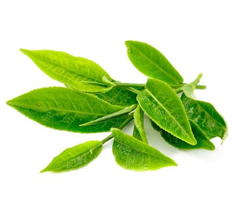 Té Verde Plantas Medicinales Para Adelgazar ¿cómo Perder Peso