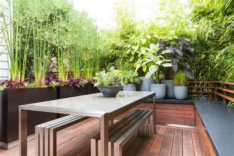 Best Screening Plants 20 Plants To Protect Your Privacy Outdoors