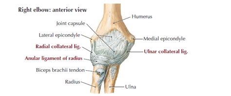 Elbow Anatomy Msk Learning Portfolioupper Limbs