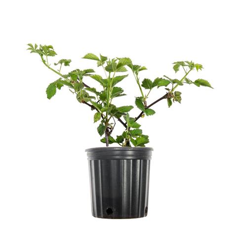 Perfect Plants 1 Gal Arapaho Blackberry Bush In Growers Pot Large