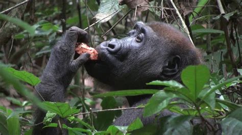Gorilla Eats Fruit And Leaves Youtube