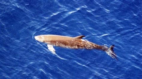 Dwarf Sperm Whale Ocean Treasures Memorial Library