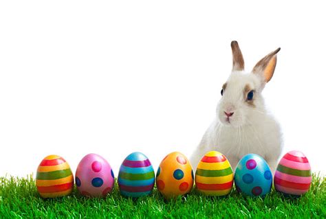 The easter bunny (also called the easter rabbit or easter hare) is a folkloric figure and symbol of easter, depicted as a rabbit bringing easter eggs. Easter is just around the corner