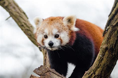 Oso Panda Rojo Animales En Peligro De Extinción